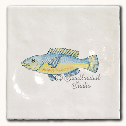 Belted Wrasse Tile
