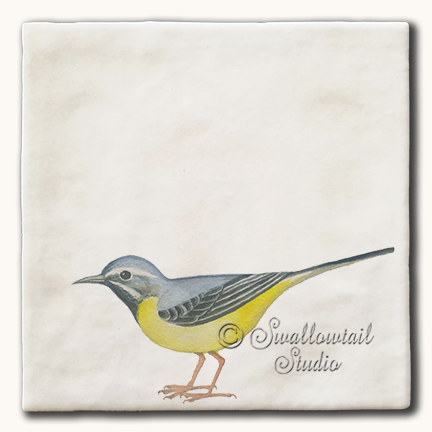 Grey Wagtail