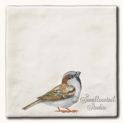 House Sparrow