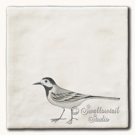 Pied Wagtail