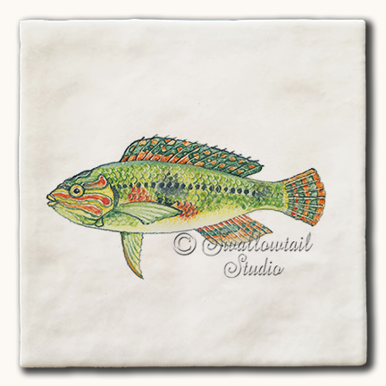 Pearly Wrasse Fish Tile