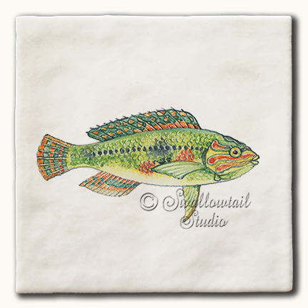 Pearly Wrasse Fish Tile