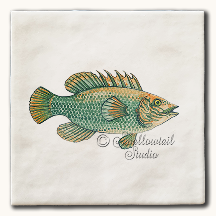 Cuckoo Wrasse Fish Tile