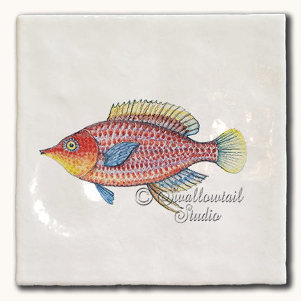 Six Line Wrasse Fish Tile