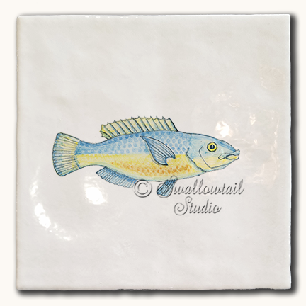 Belted Wrasse Tile