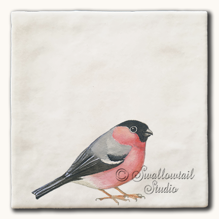 Bullfinch