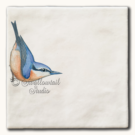 Nuthatch