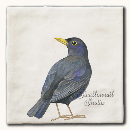Blackbird