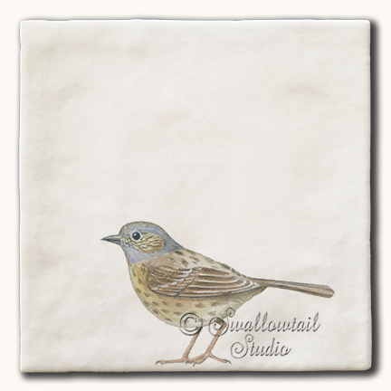 Dunnock -Hedge Sparrow