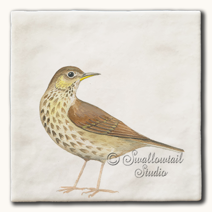 Song Thrush